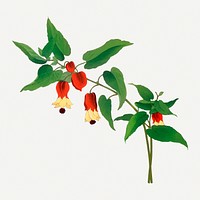 Wood sorrel flower illustration, vintage Japanese art