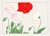 Vintage poppy flower, ukiyo e artwork.  Digitally enhanced from our own 1917 edition of Seiyô SÔKA ZUFU by Tanigami Kônan.