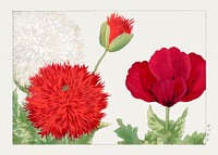 Vintage poppy flower, ukiyo e artwork.  Digitally enhanced from our own 1917 edition of Seiyô SÔKA ZUFU by Tanigami Kônan.