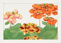 Vintage calceolaria flower, ukiyo e artwork.  Digitally enhanced from our own 1917 edition of Seiyô SÔKA ZUFU by Tanigami Kônan.