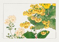 Vintage calceolaria flower, ukiyo e artwork.  Digitally enhanced from our own 1917 edition of Seiyô SÔKA ZUFU by Tanigami Kônan.