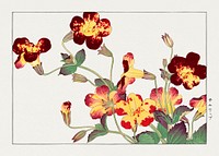 Vintage tulip, ukiyo e artwork.  Digitally enhanced from our own 1917 edition of Seiyô SÔKA ZUFU by Tanigami Kônan.