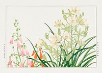 Ornithogalum flower woodblock painting.  Digitally enhanced from our own 1917 edition of Seiyô SÔKA ZUFU by Tanigami Kônan.