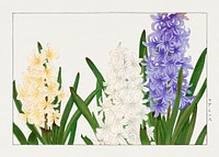 Hyacinthus flower woodblock painting.  Digitally enhanced from our own 1917 edition of Seiyô SÔKA ZUFU by Tanigami Kônan.