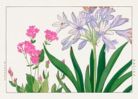 Agaranthus flower, Japanese woodblock art.  Digitally enhanced from our own 1917 edition of Seiyô SÔKA ZUFU by Tanigami Kônan.