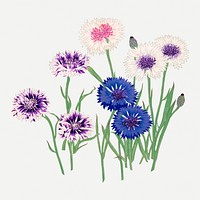 Cornflower illustration, vintage Japanese art psd