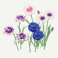 Cornflower illustration, vintage Japanese art painting