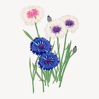 Cornflower illustration, vintage Japanese art vector