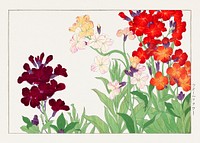 Wallflower, Japanese woodblock art.  Digitally enhanced from our own 1917 edition of Seiyô SÔKA ZUFU by Tanigami Kônan.