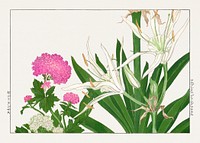 Cambpetum Ghandiflorum flower woodblock painting.  Digitally enhanced from our own 1917 edition of Seiyô SÔKA ZUFU by Tanigami Kônan.