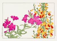 Rose campion flower woodblock painting.  Digitally enhanced from our own 1917 edition of Seiyô SÔKA ZUFU by Tanigami Kônan.