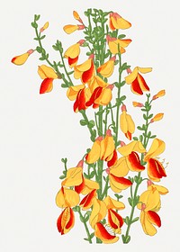 Scotch broom illustration, vintage Japanese art painting