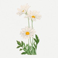 Marguerite flower collage element, vintage Japanese art psd