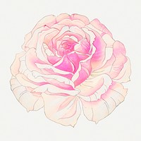 Rose painting, vintage Japanese art illustration