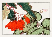 Cracklin Rosie Begonia flower woodblock painting.  Digitally enhanced from our own 1917 edition of Seiyô SÔKA ZUFU by Tanigami Kônan.