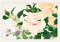Browallia & ibiscus flower woodblock painting.  Digitally enhanced from our own 1917 edition of Seiyô SÔKA ZUFU by Tanigami Kônan.