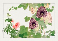 Albizia & aristolochia flower, Japanese woodblock art.  Digitally enhanced from our own 1917 edition of Seiyô SÔKA ZUFU by Tanigami Kônan.