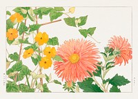 Thunbergia & aster flower, Japanese woodblock art.  Digitally enhanced from our own 1917 edition of Seiyô SÔKA ZUFU by Tanigami Kônan.