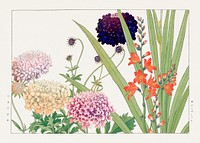 Vintage scabiosa & montbretia flower, ukiyo e artwork.  Digitally enhanced from our own 1917 edition of Seiyô SÔKA ZUFU by Tanigami Kônan.