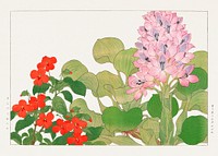 Vintage impatiens & water hyacinth flower, ukiyo e artwork.  Digitally enhanced from our own 1917 edition of Seiyô SÔKA ZUFU by Tanigami Kônan.