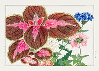 Coleus & verbena flower, Japanese woodblock art.  Digitally enhanced from our own 1917 edition of Seiyô SÔKA ZUFU by Tanigami Kônan.