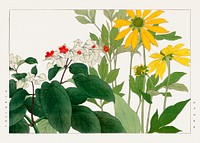 Clerodendrum & rudbeckia flower, Japanese woodblock art.  Digitally enhanced from our own 1917 edition of Seiyô SÔKA ZUFU by Tanigami Kônan.