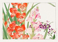 Vintage gladiolus & schizanthus flower, ukiyo e artwork.  Digitally enhanced from our own 1917 edition of Seiyô SÔKA ZUFU by Tanigami Kônan.