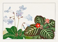 Vintage tydea & cape primrose flower, ukiyo e artwork.  Digitally enhanced from our own 1917 edition of Seiyô SÔKA ZUFU by Tanigami Kônan.