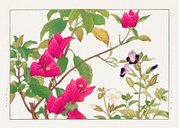 Vintage bougainvillea & torenia flower, ukiyo e artwork.  Digitally enhanced from our own 1917 edition of Seiyô SÔKA ZUFU by Tanigami Kônan.