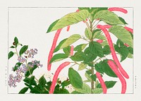 Vintage heliotrope & acalypha flower, ukiyo e artwork.  Digitally enhanced from our own 1917 edition of Seiyô SÔKA ZUFU by Tanigami Kônan.