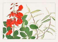 Erythrina & panicum flower, Japanese woodblock art.  Digitally enhanced from our own 1917 edition of Seiyô SÔKA ZUFU by Tanigami Kônan.