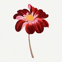 Dahlia illustration, vintage Japanese art painting