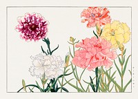 Carnation flower, Japanese woodblock art.  Digitally enhanced from our own 1917 edition of Seiyô SÔKA ZUFU by Tanigami Kônan.