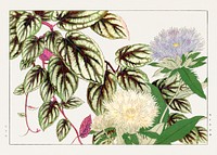 Vintage vitis & stokesia flower, ukiyo e artwork.  Digitally enhanced from our own 1917 edition of Seiyô SÔKA ZUFU by Tanigami Kônan.