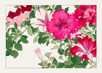 Vintage petunia flower, ukiyo e artwork.  Digitally enhanced from our own 1917 edition of Seiyô SÔKA ZUFU by Tanigami Kônan.