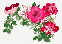 Mallow flower illustration, vintage Japanese art psd