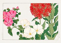 Vintage mallow & jerusalem cross flower, ukiyo e artwork.  Digitally enhanced from our own 1917 edition of Seiyô SÔKA ZUFU by Tanigami Kônan.