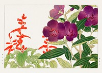 Vintage salvia & melastoma flower, ukiyo e artwork.  Digitally enhanced from our own 1917 edition of Seiyô SÔKA ZUFU by Tanigami Kônan.