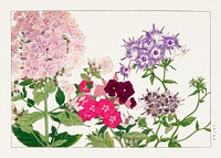 Phlox flower, Japanese woodblock art.  Digitally enhanced from our own 1917 edition of Seiyô SÔKA ZUFU by Tanigami Kônan.