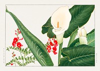 Lathyrus & calla lily flower, Japanese woodblock art.  Digitally enhanced from our own 1917 edition of Seiyô SÔKA ZUFU by Tanigami Kônan.