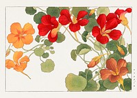 Nasturtium flower, Japanese woodblock art.  Digitally enhanced from our own 1917 edition of Seiyô SÔKA ZUFU by Tanigami Kônan.