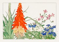 Red hot pokers & lobelia woodblock painting.  Digitally enhanced from our own 1917 edition of Seiyô SÔKA ZUFU by Tanigami Kônan.