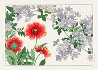 Blanket flower & plumbago woodblock painting.  Digitally enhanced from our own 1917 edition of Seiyô SÔKA ZUFU by Tanigami Kônan.
