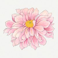 Dahlia flower illustration, vintage Japanese art painting