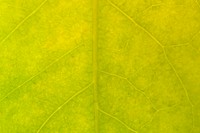 Star gooseberry leaf texture macro photography