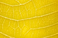 Line art pattern on yellow dwarf white leaf texture macro photography