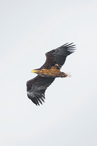 Majestic wild eagle flying over the sky