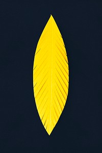 3D paper craft of feather