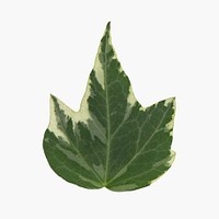 English Ivy psd plant mockup