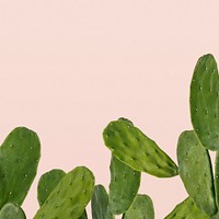 Cactus border on pink background